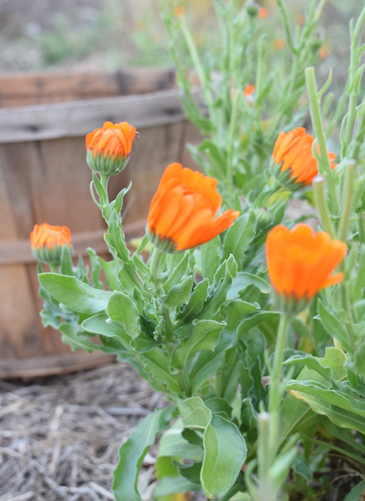 calendula regenerative garden